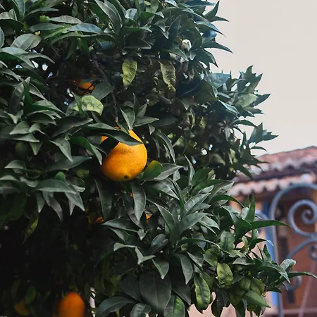 El Pozo 2